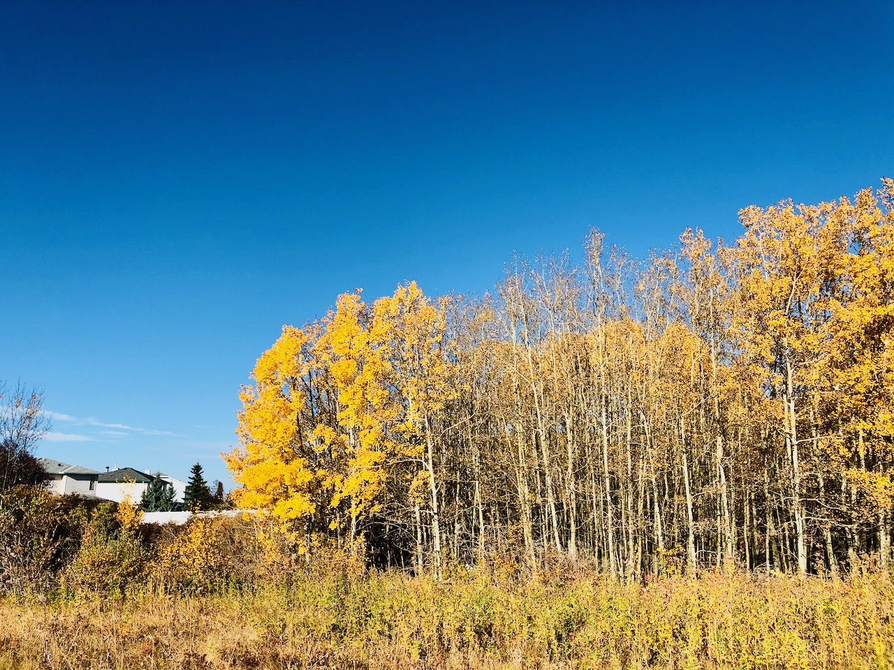 mid autumn trees