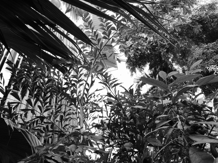 Atrium jungle