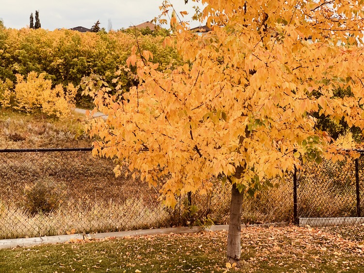 autumn yard