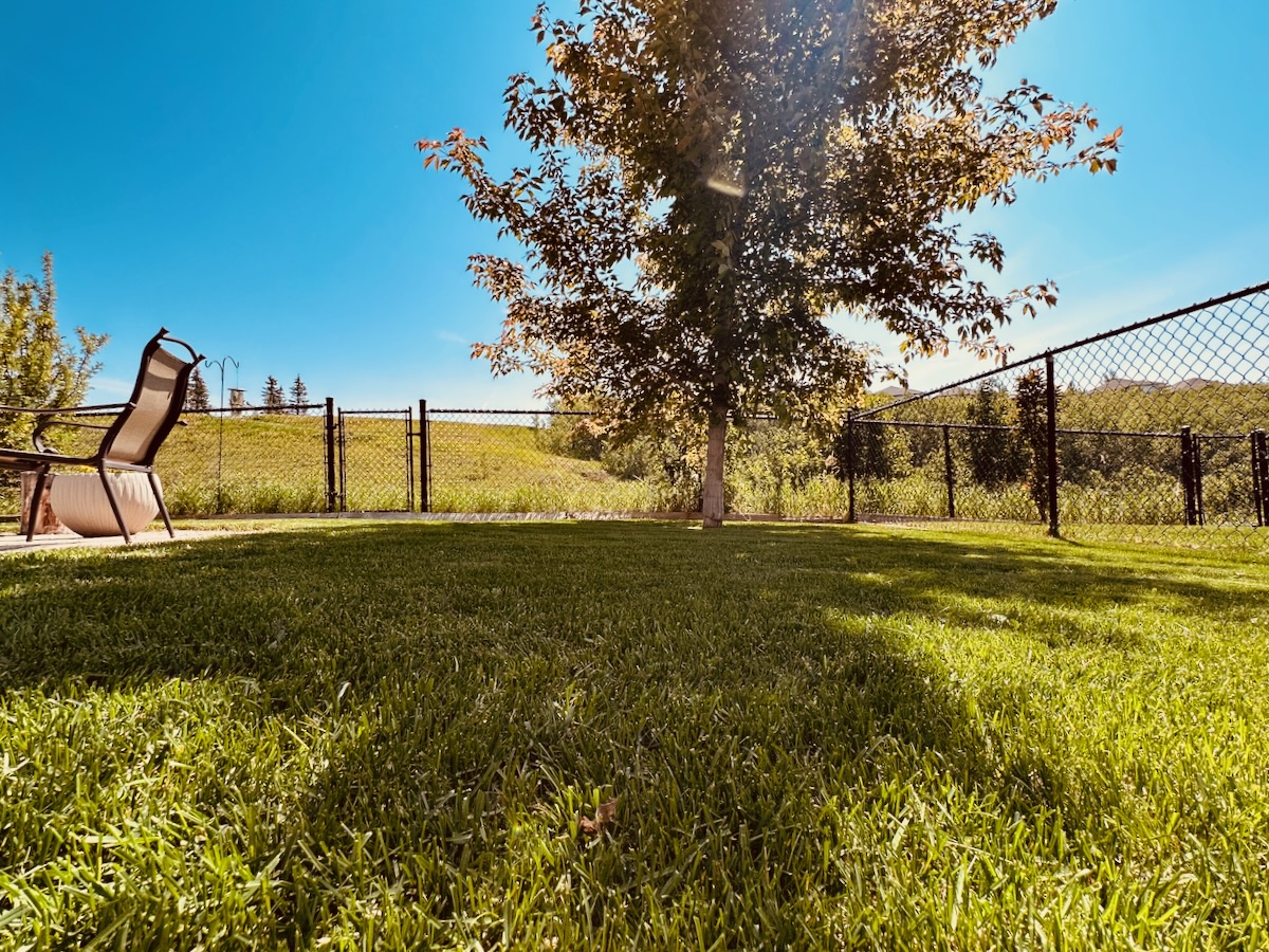 shady backyard