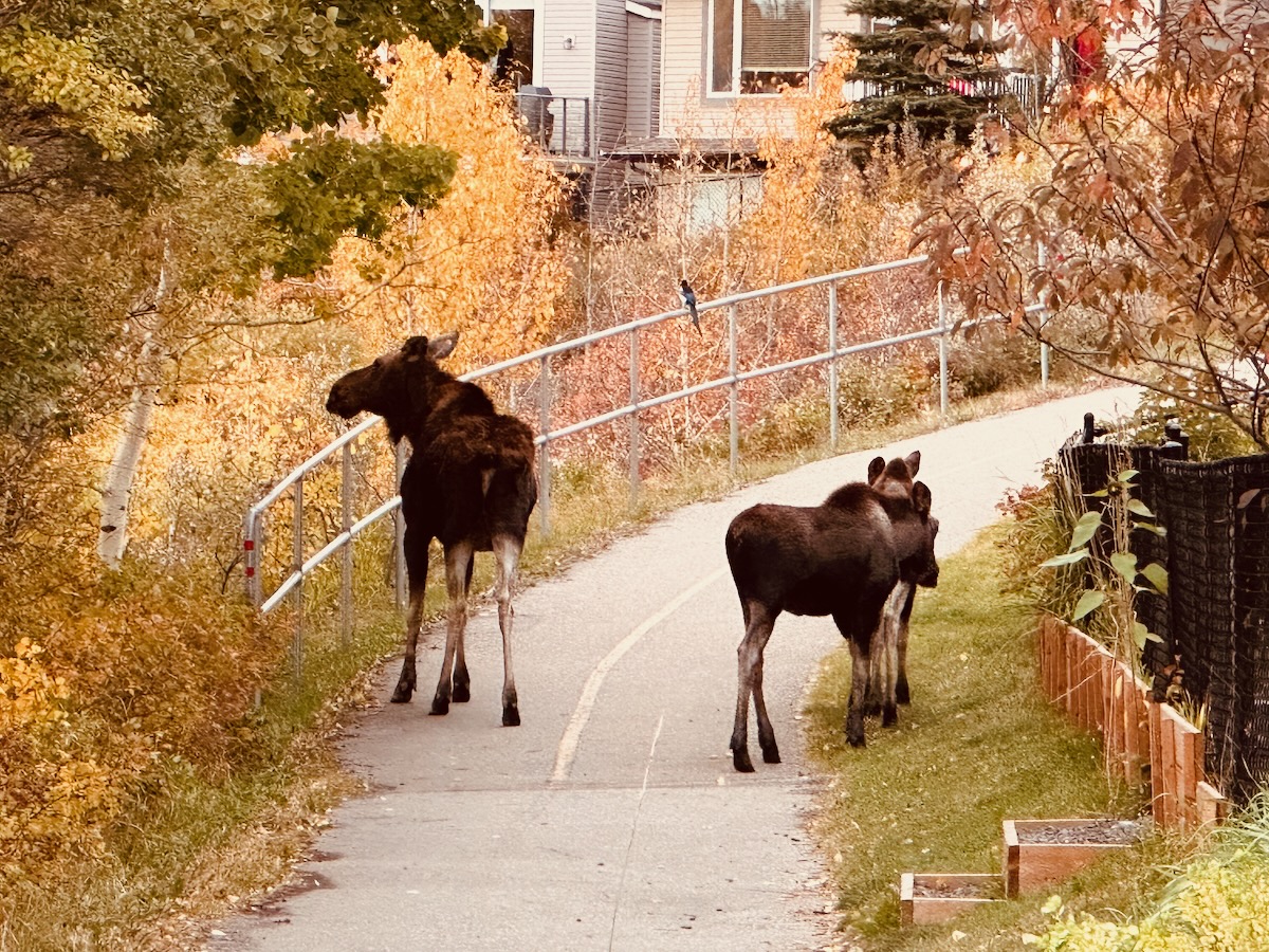 moose family on the pathway