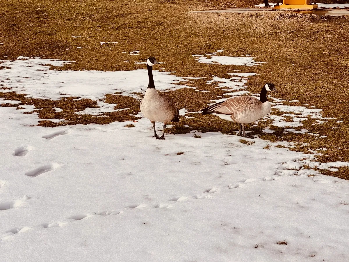 snowy geese