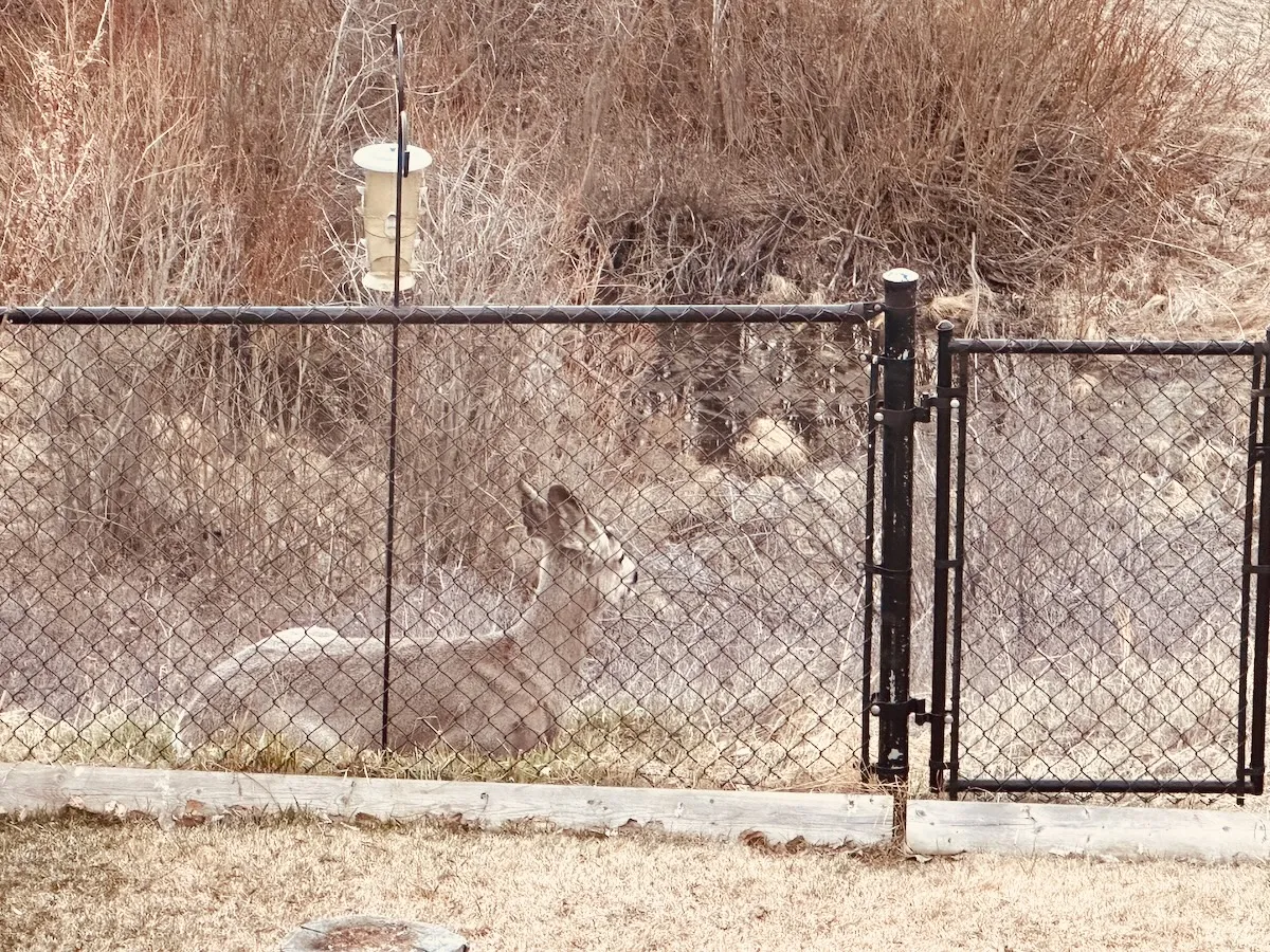 furry neighbour