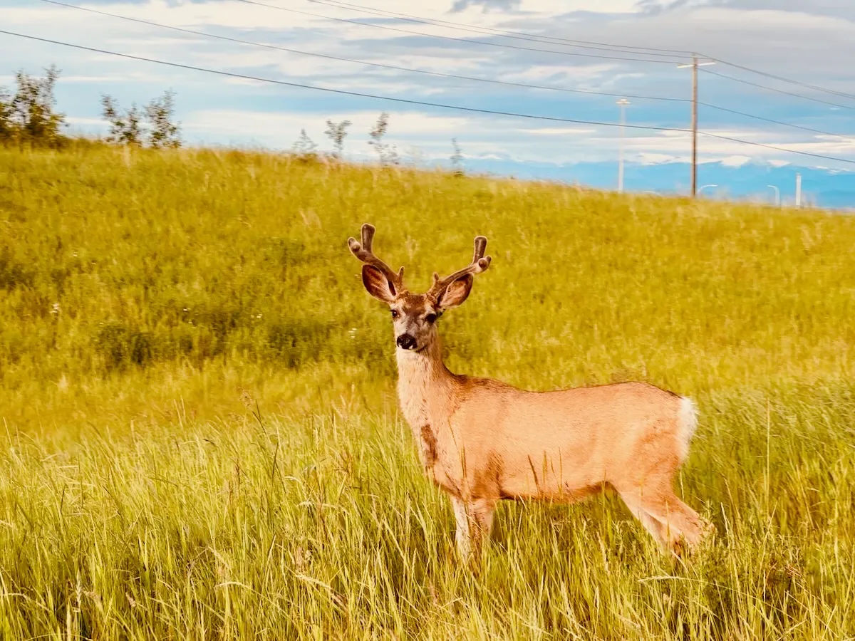 morning visitor