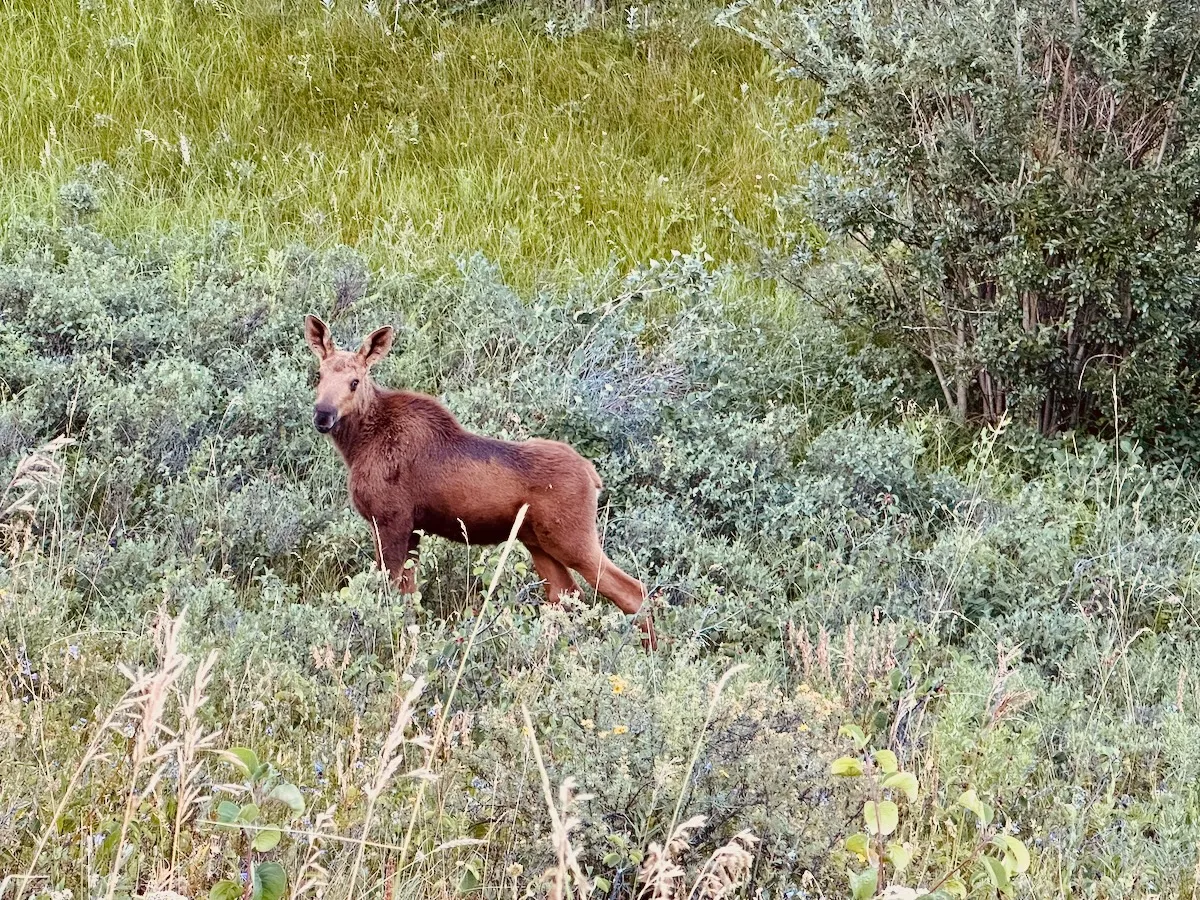 young moose neighbour