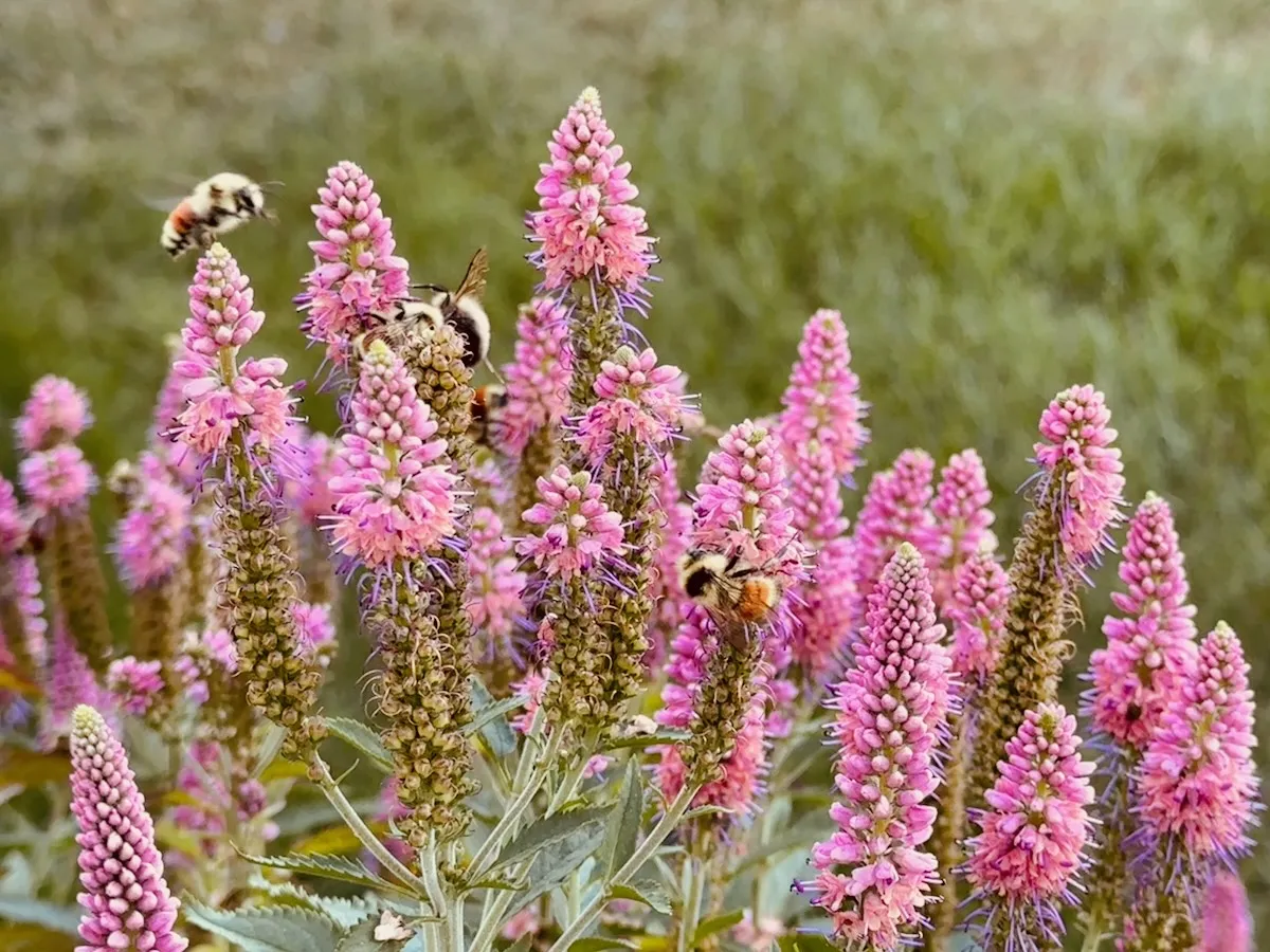 happy bees