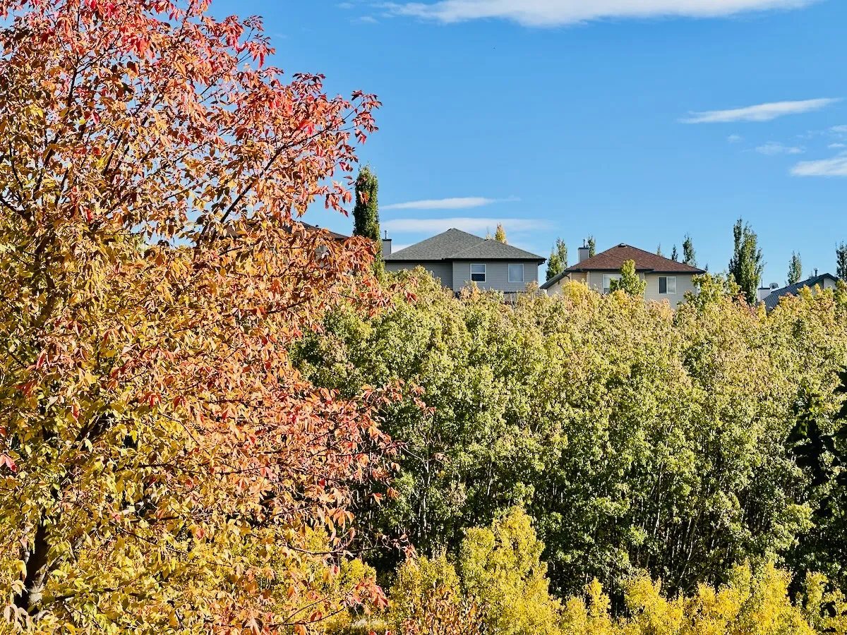 fall colours in the coulee