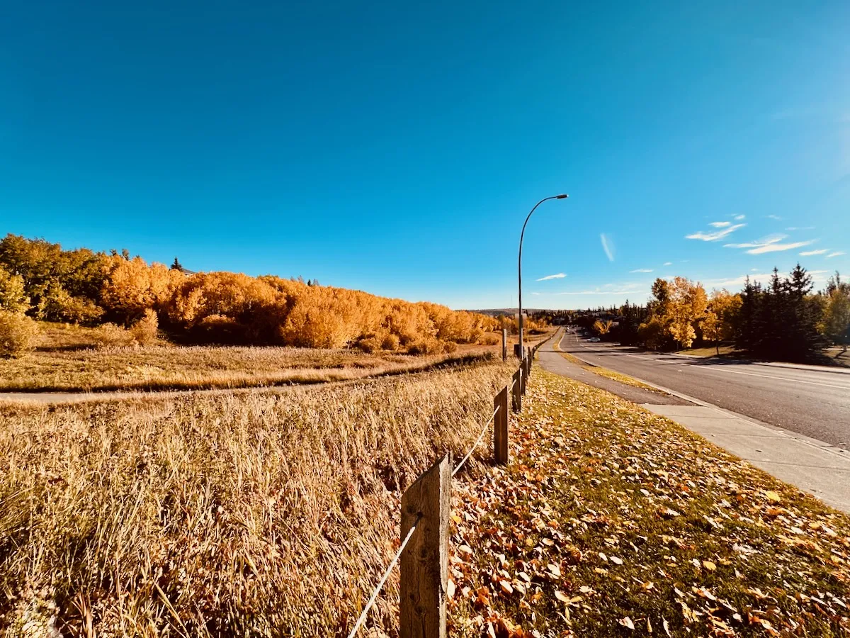 golden poplars