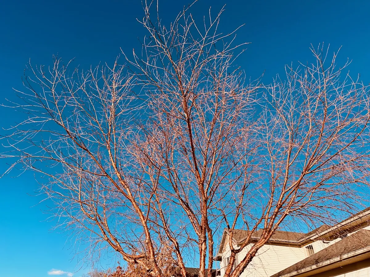 bare chokecherry tree