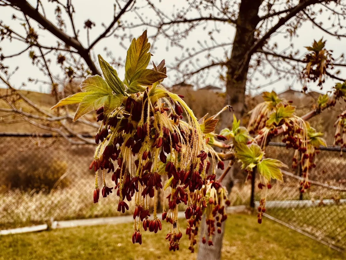 maple leafing