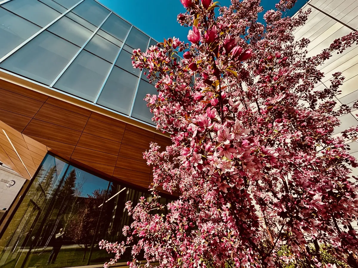 spring blossoms at the TI