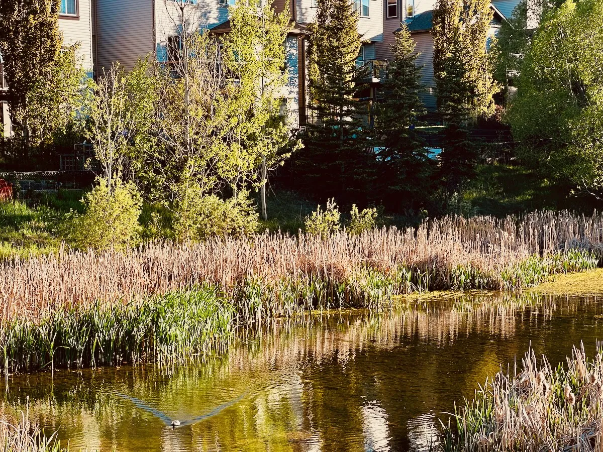 ducky