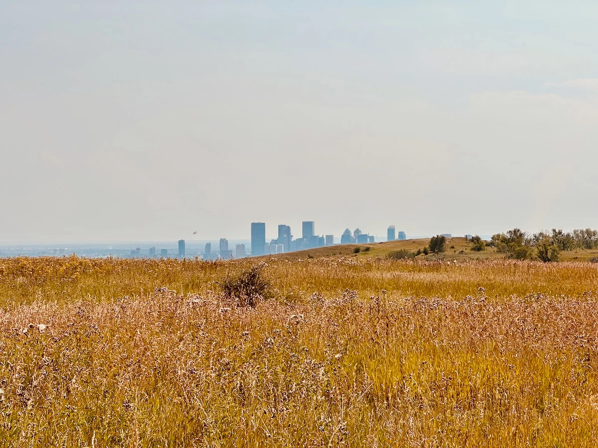 downtown from nose hill